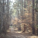Autumn Walk in Duke Forest NC on www.adventuresinexpatland.com