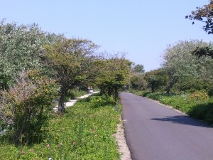 Favorite bike path to Kijkduin at www.adventuresinexpatland.com